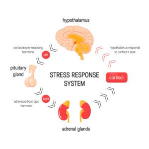 Brain-stress-response-limbic-neuroscience-anxiety-cortisol-adrenaline
