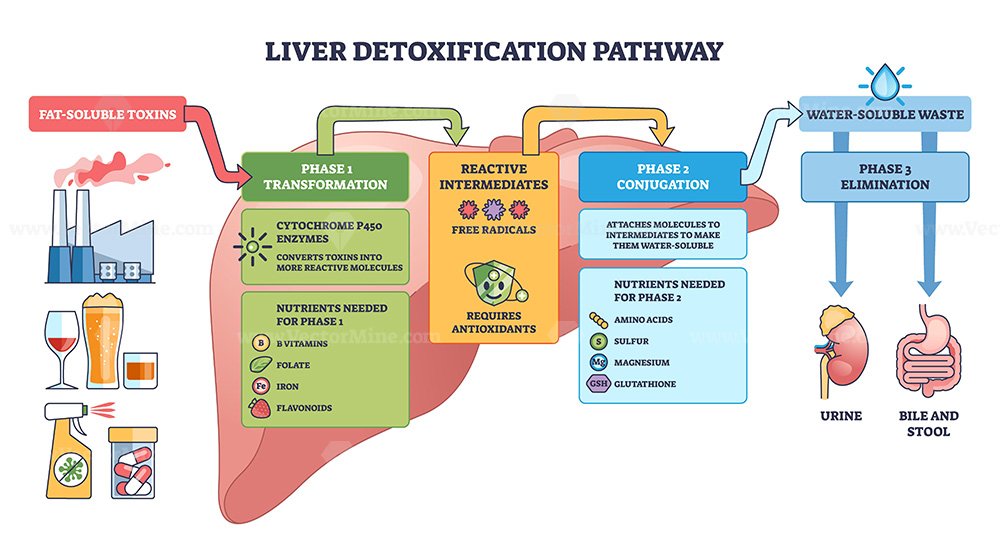 How Your Liver Breaks Down Toxins