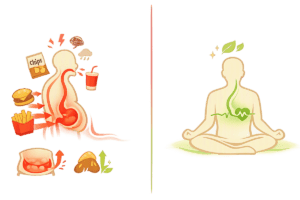 Cortisol and Belly Fat